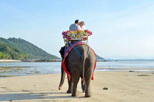 Samui Elephant Wedding